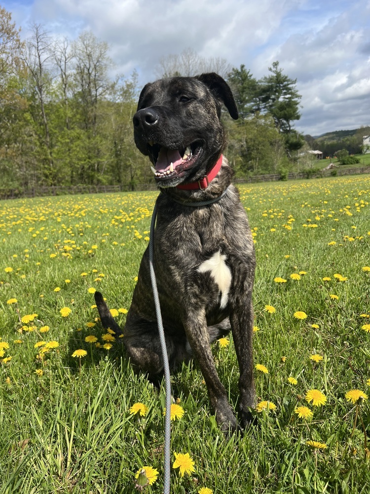 Archie