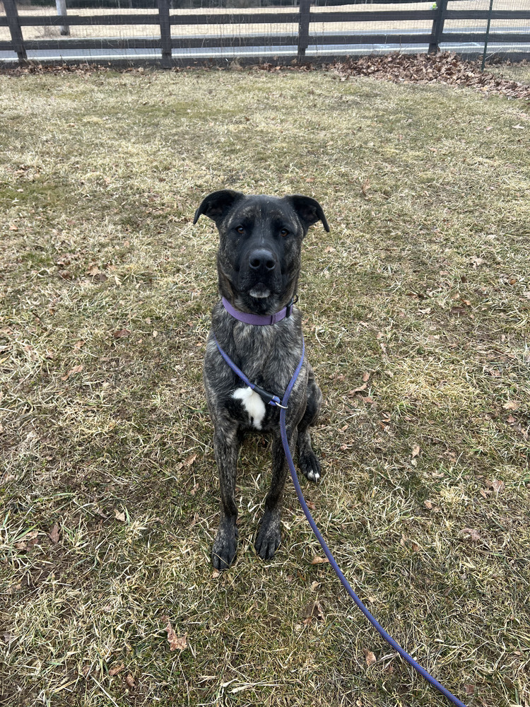 Archie