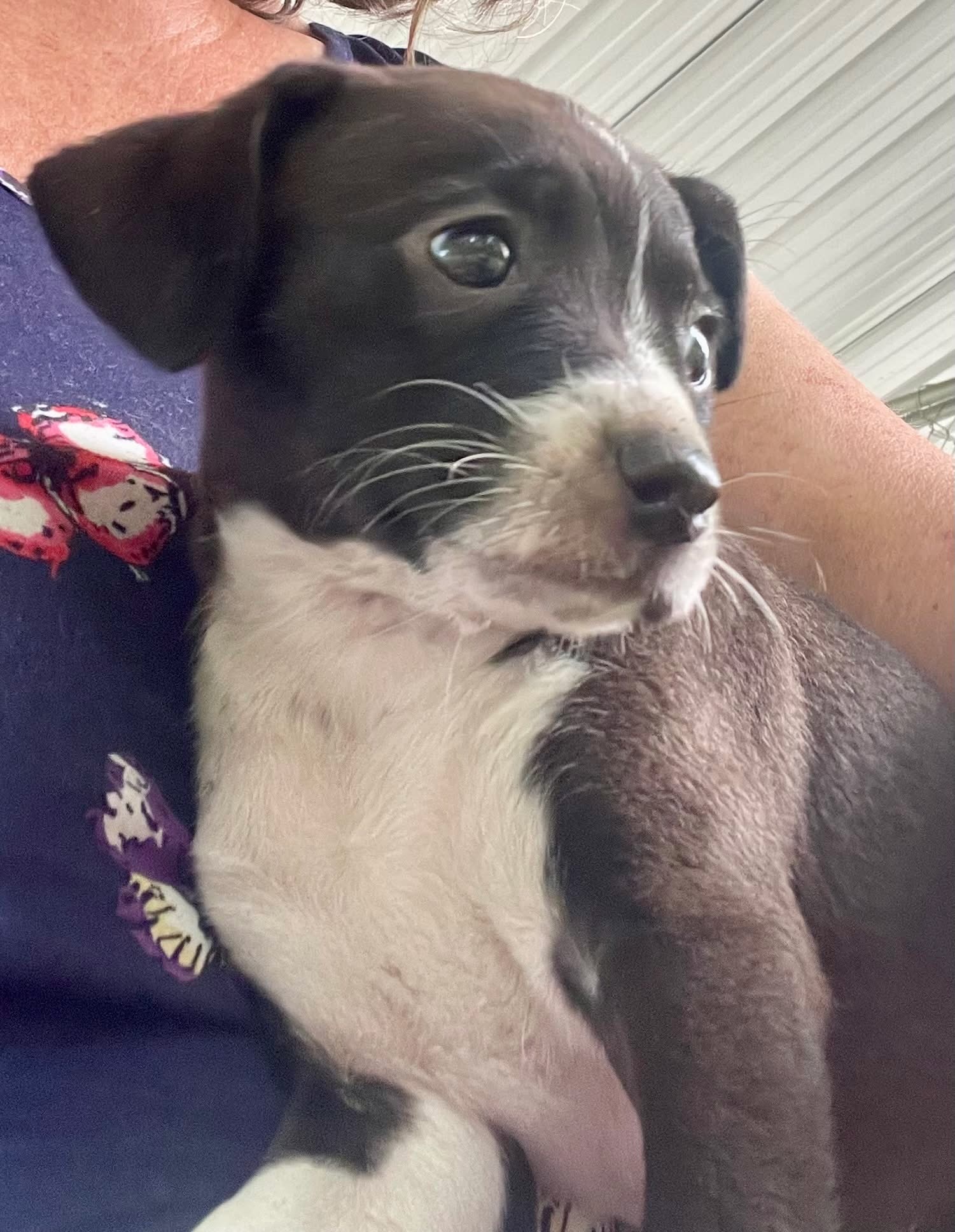 Ziti, an adoptable Chihuahua, Dachshund in Augusta, ME, 04330 | Photo Image 1