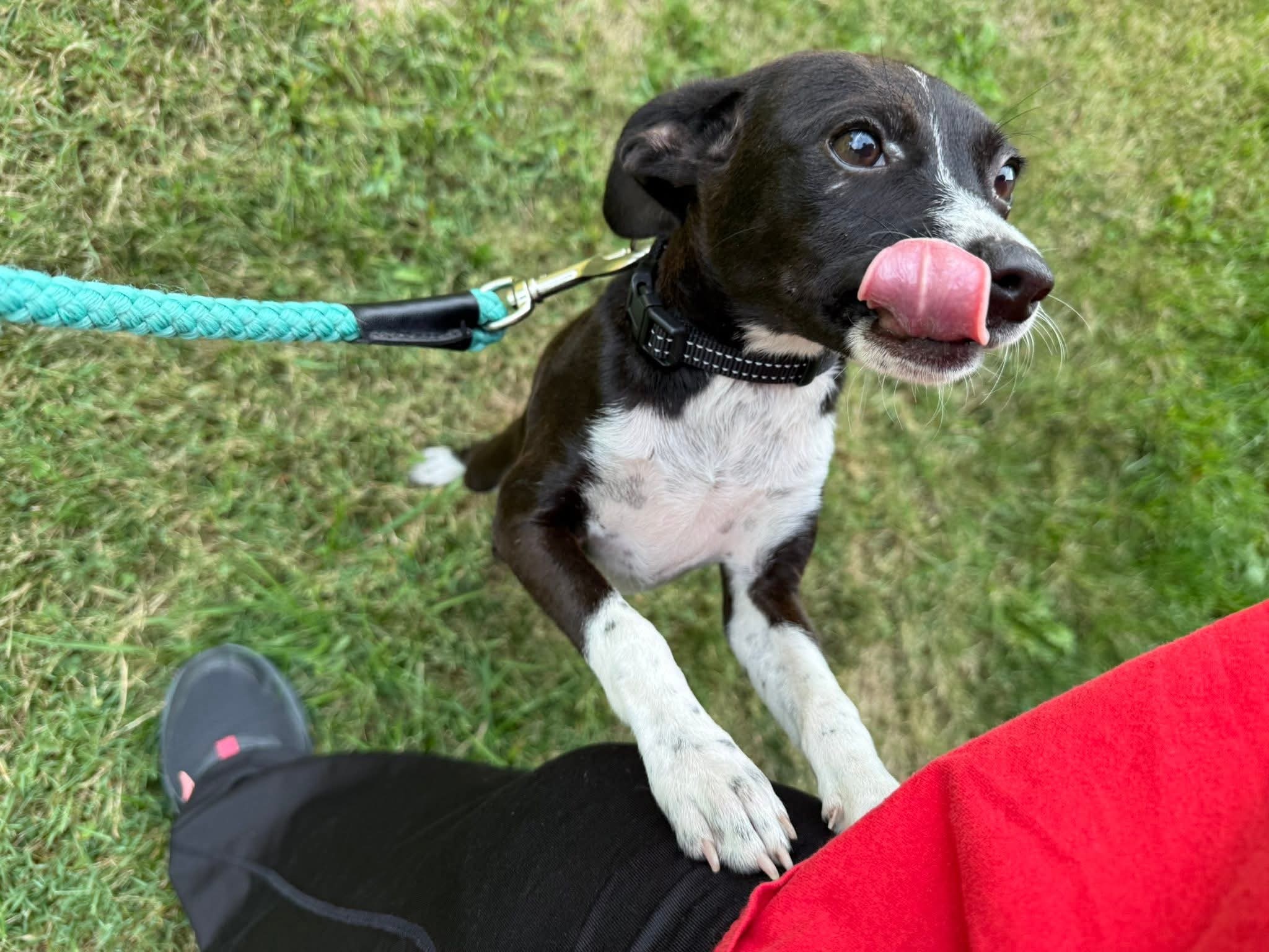 Ziti, an adoptable Chihuahua, Dachshund in Augusta, ME, 04330 | Photo Image 2