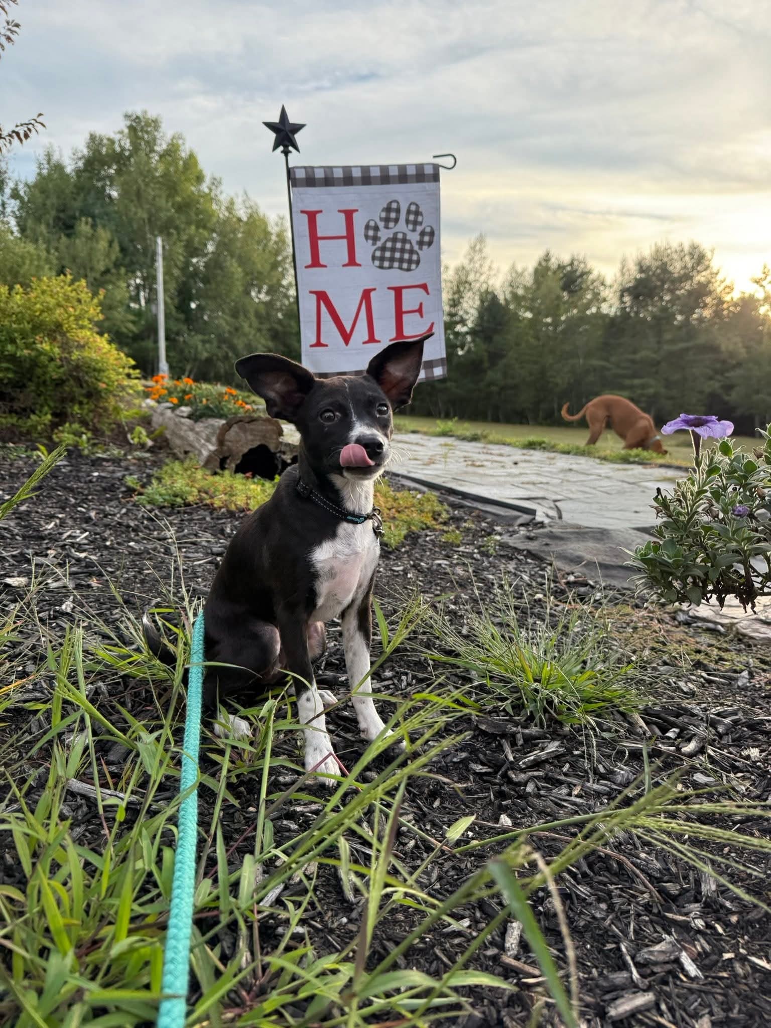 Ziti, an adoptable Chihuahua, Dachshund in Augusta, ME, 04330 | Photo Image 3