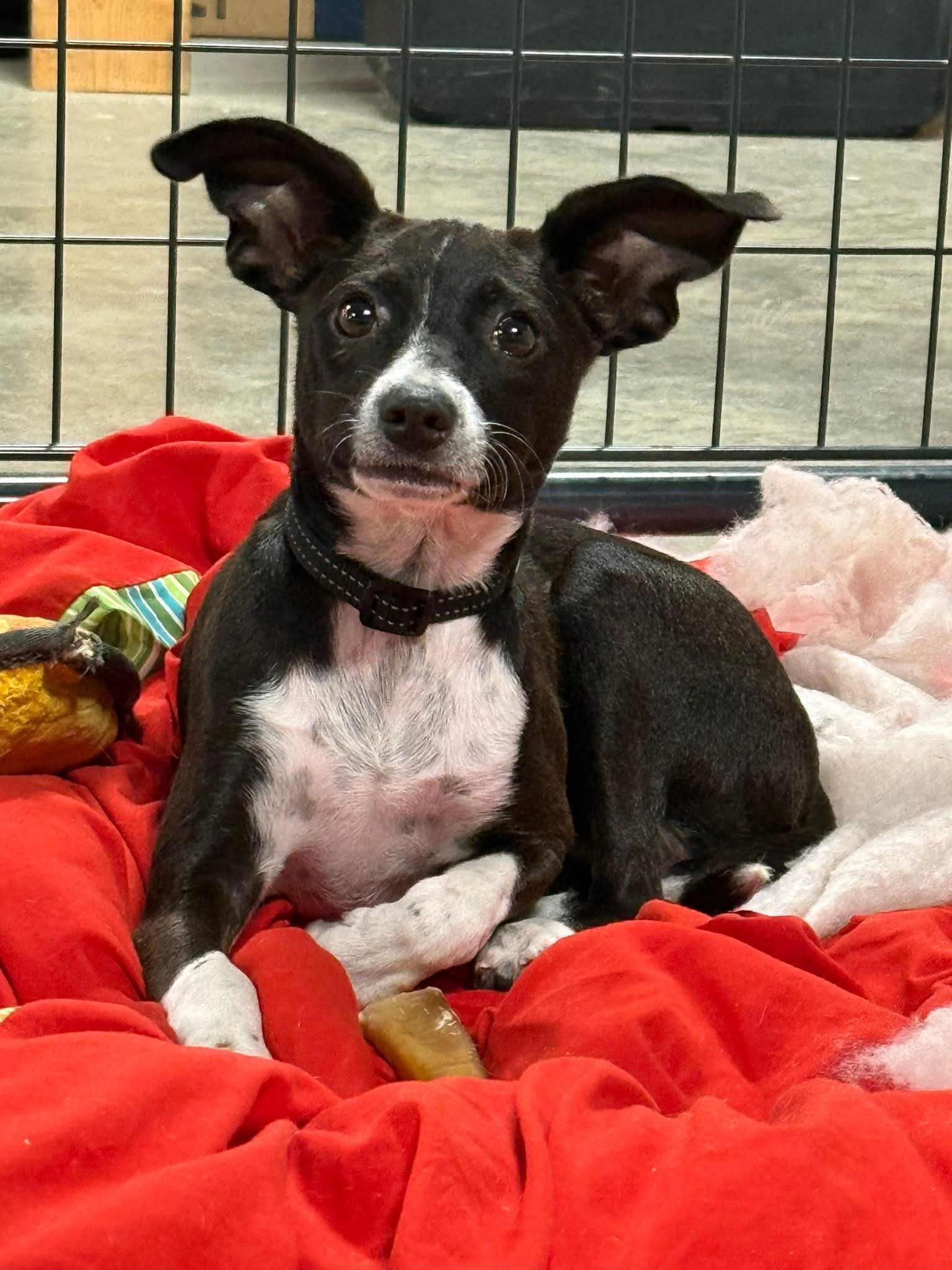 Ziti, an adoptable Chihuahua, Dachshund in Augusta, ME, 04330 | Photo Image 5