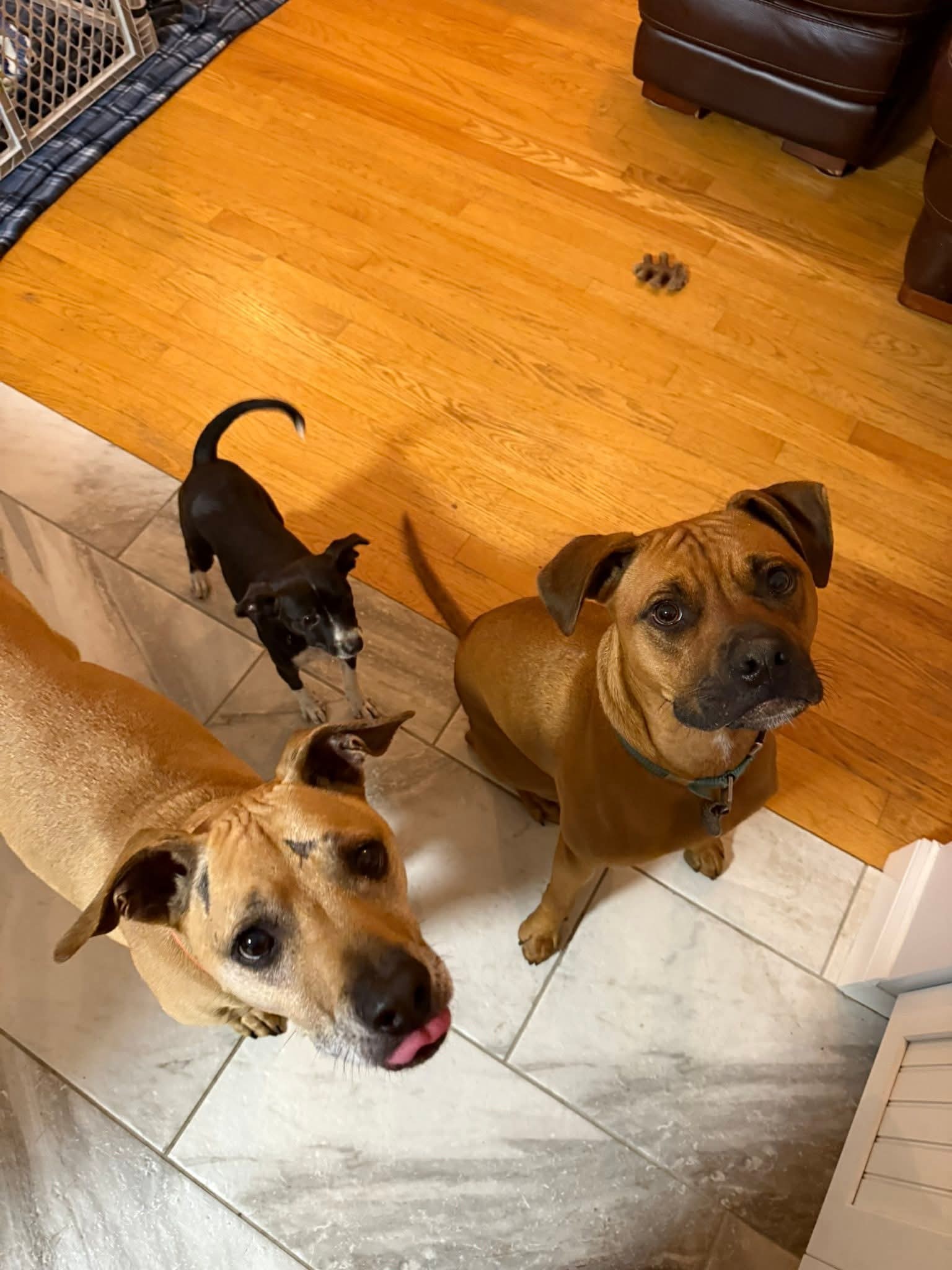 Ziti, an adoptable Chihuahua, Dachshund in Augusta, ME, 04330 | Photo Image 6