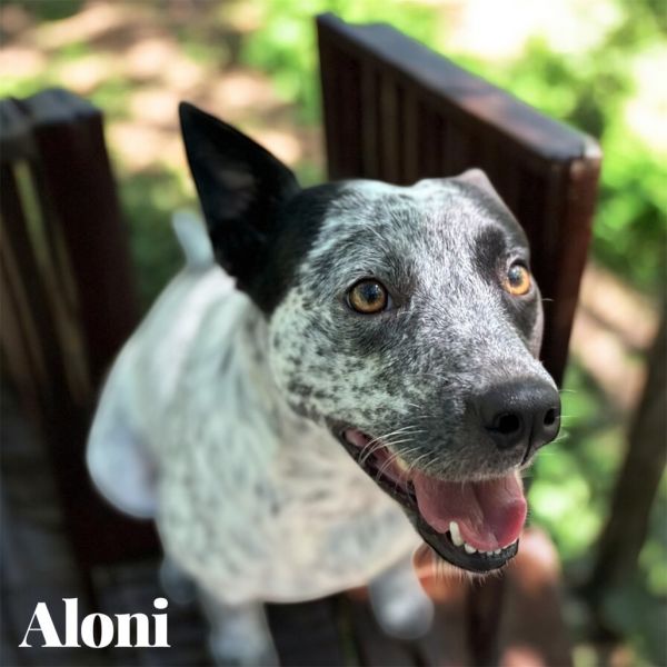 Aloni