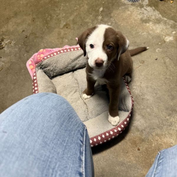 Chocolate Chip