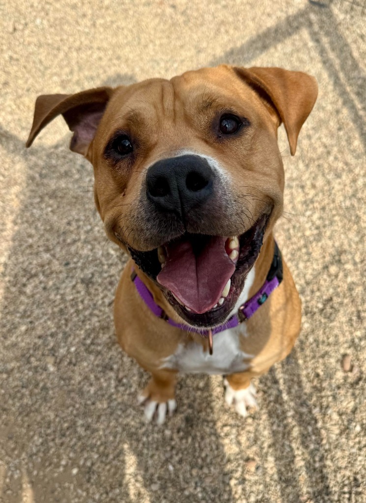 Chancey, an adoptable Pit Bull Terrier in Gillette, WY, 82716 | Photo Image 1
