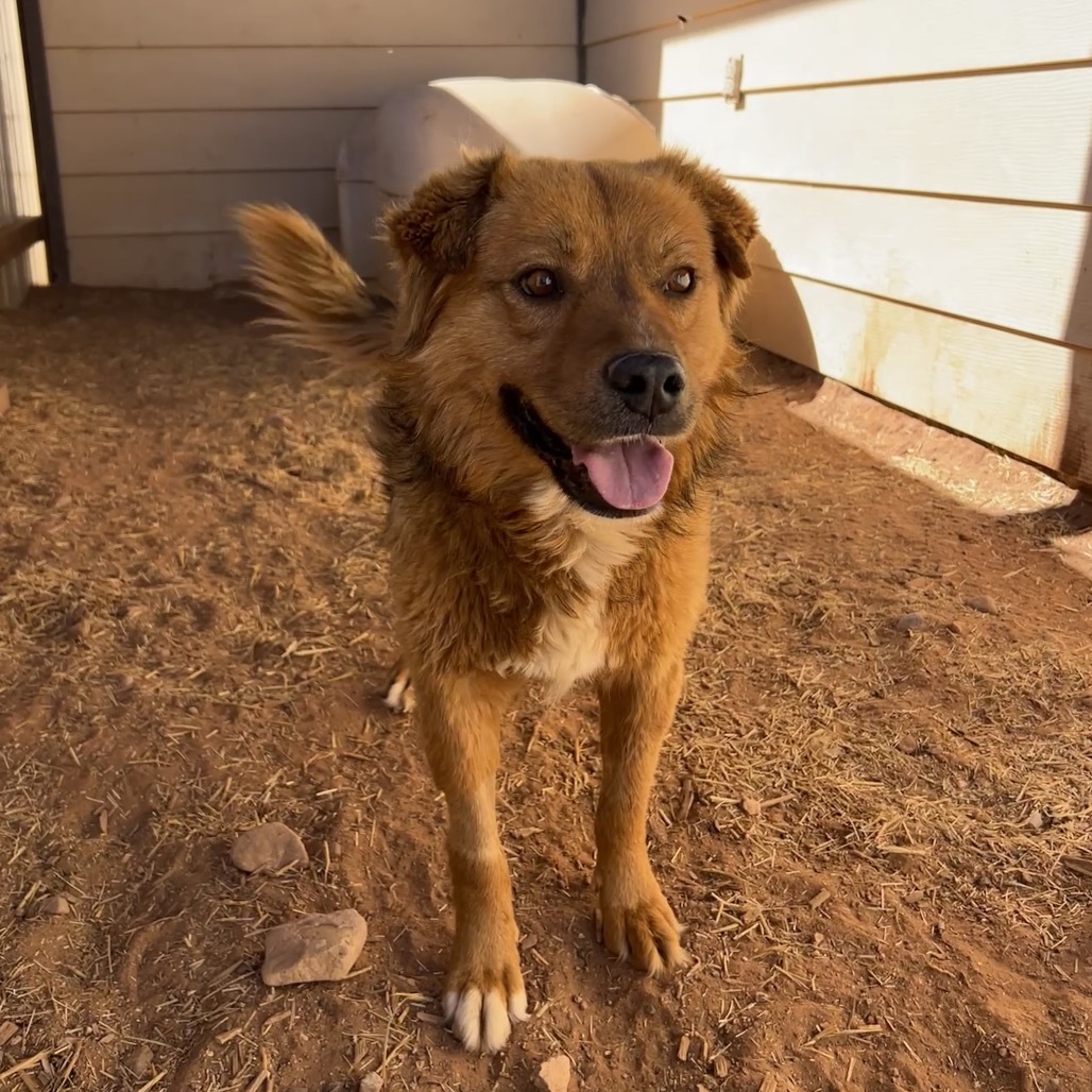 Monkey, an adoptable Mixed Breed in Moab, UT, 84532 | Photo Image 2
