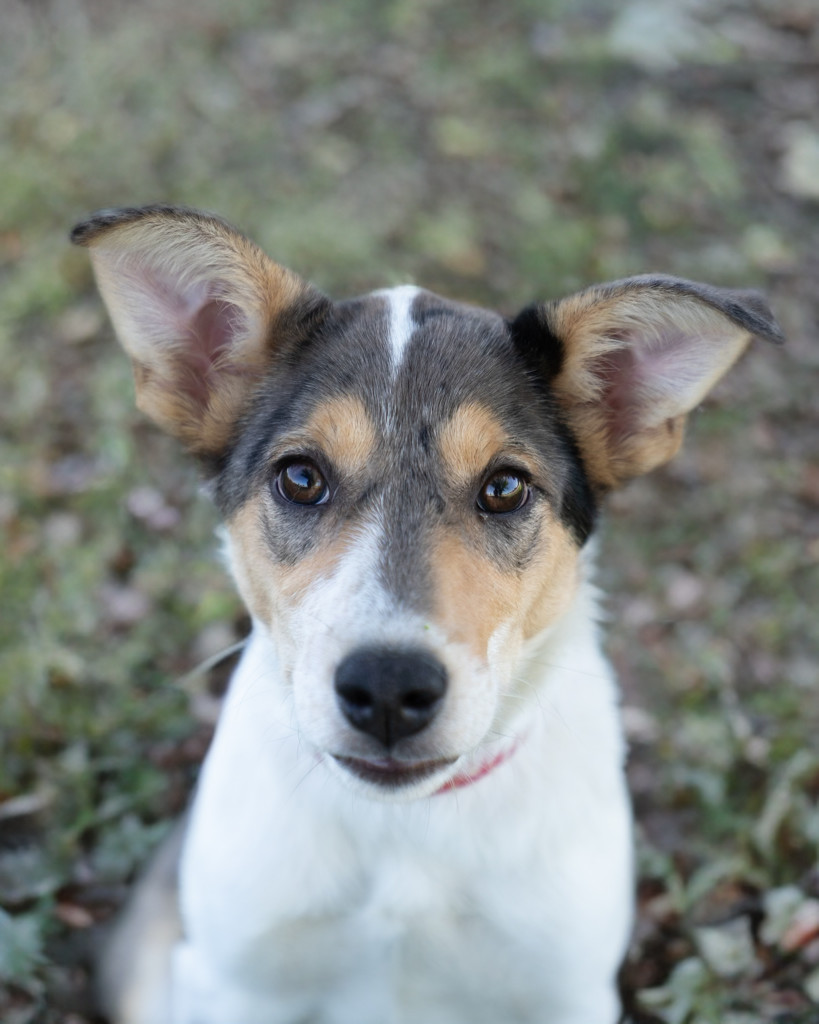 Beretta, an adoptable German Shepherd Dog, Australian Shepherd in Twin Falls, ID, 83301 | Photo Image 1