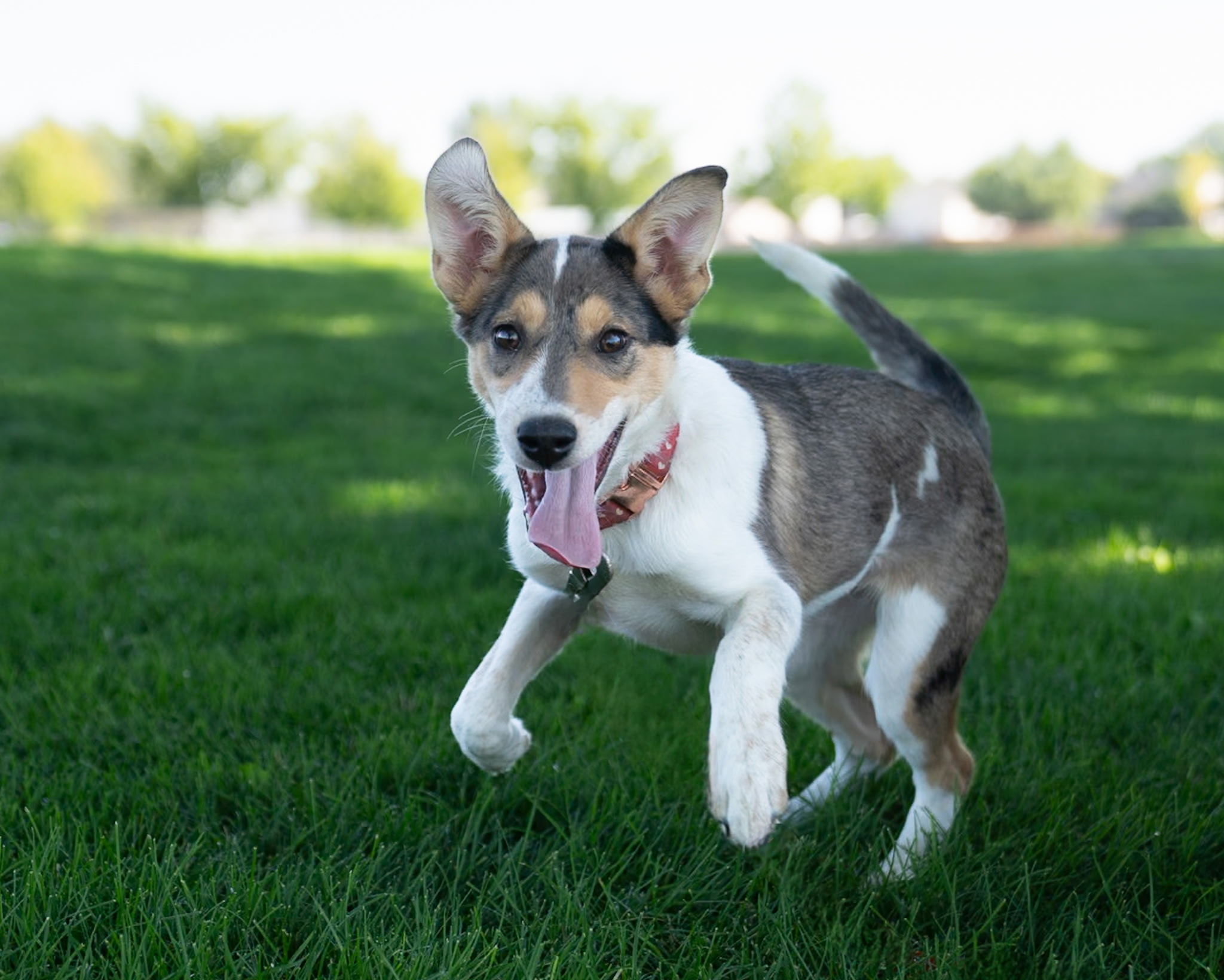 Beretta, an adoptable German Shepherd Dog, Australian Shepherd in Twin Falls, ID, 83301 | Photo Image 4