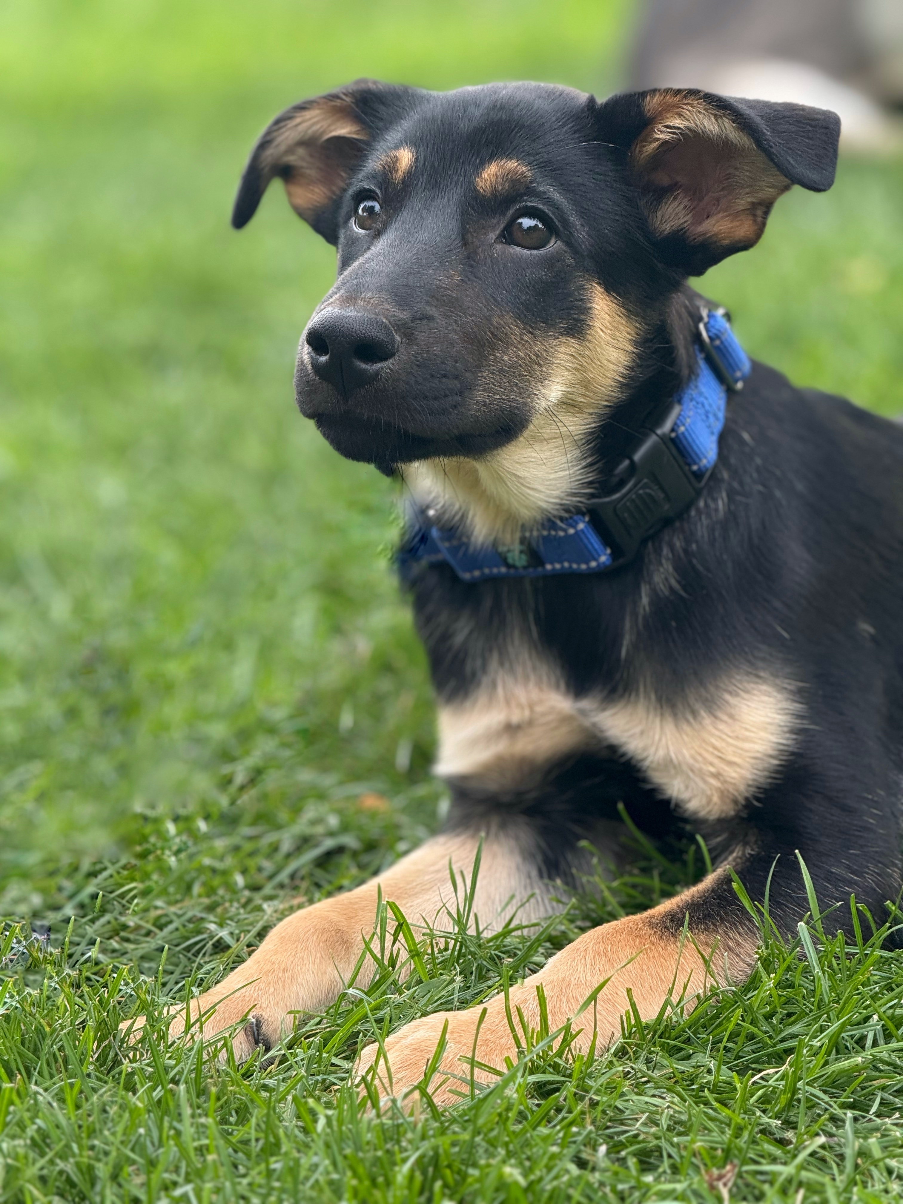 Carmy, an adoptable German Shepherd Dog in Twin Falls, ID, 83301 | Photo Image 1