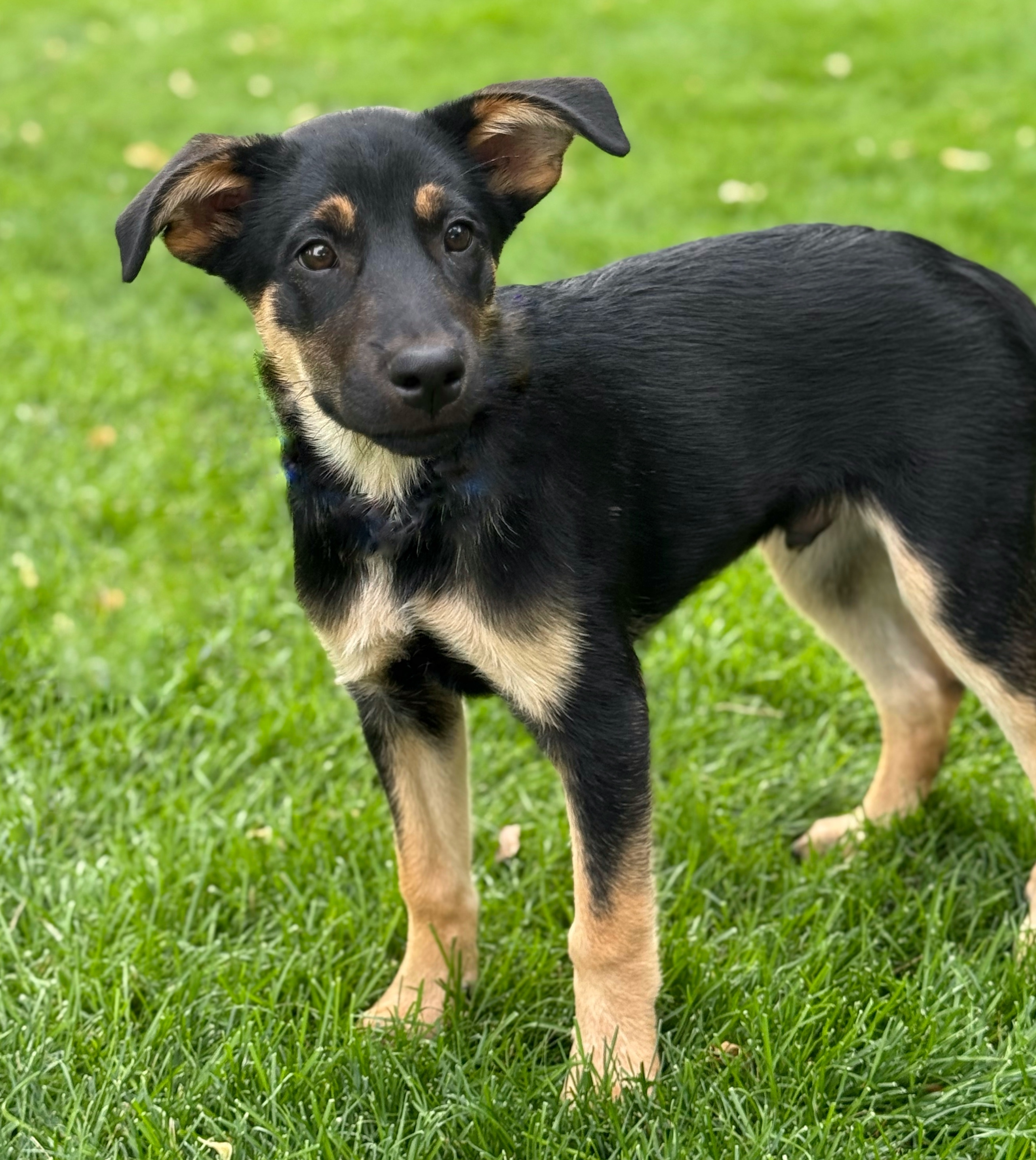 Carmy, an adoptable German Shepherd Dog in Twin Falls, ID, 83301 | Photo Image 2
