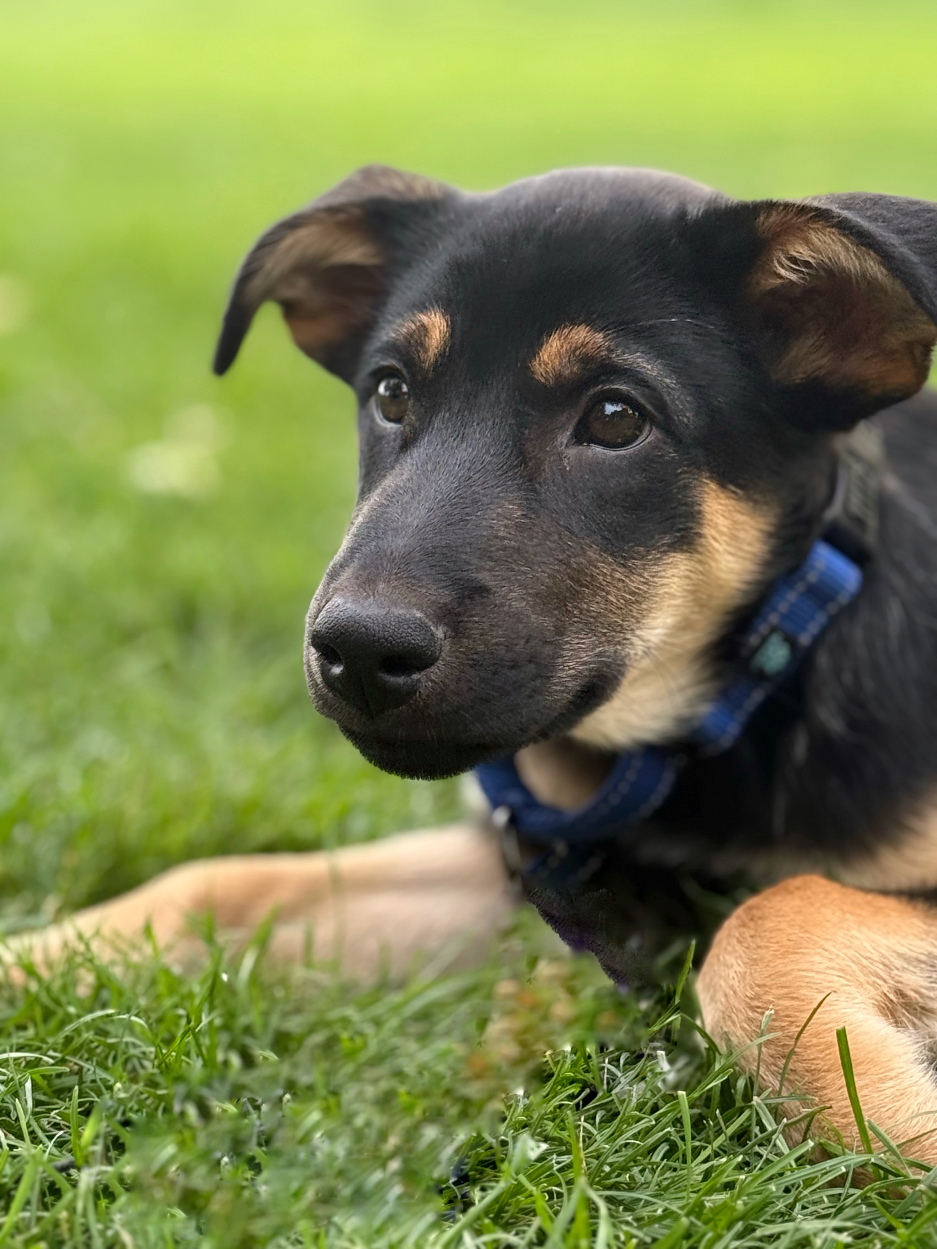 Carmy, an adoptable German Shepherd Dog in Twin Falls, ID, 83301 | Photo Image 3