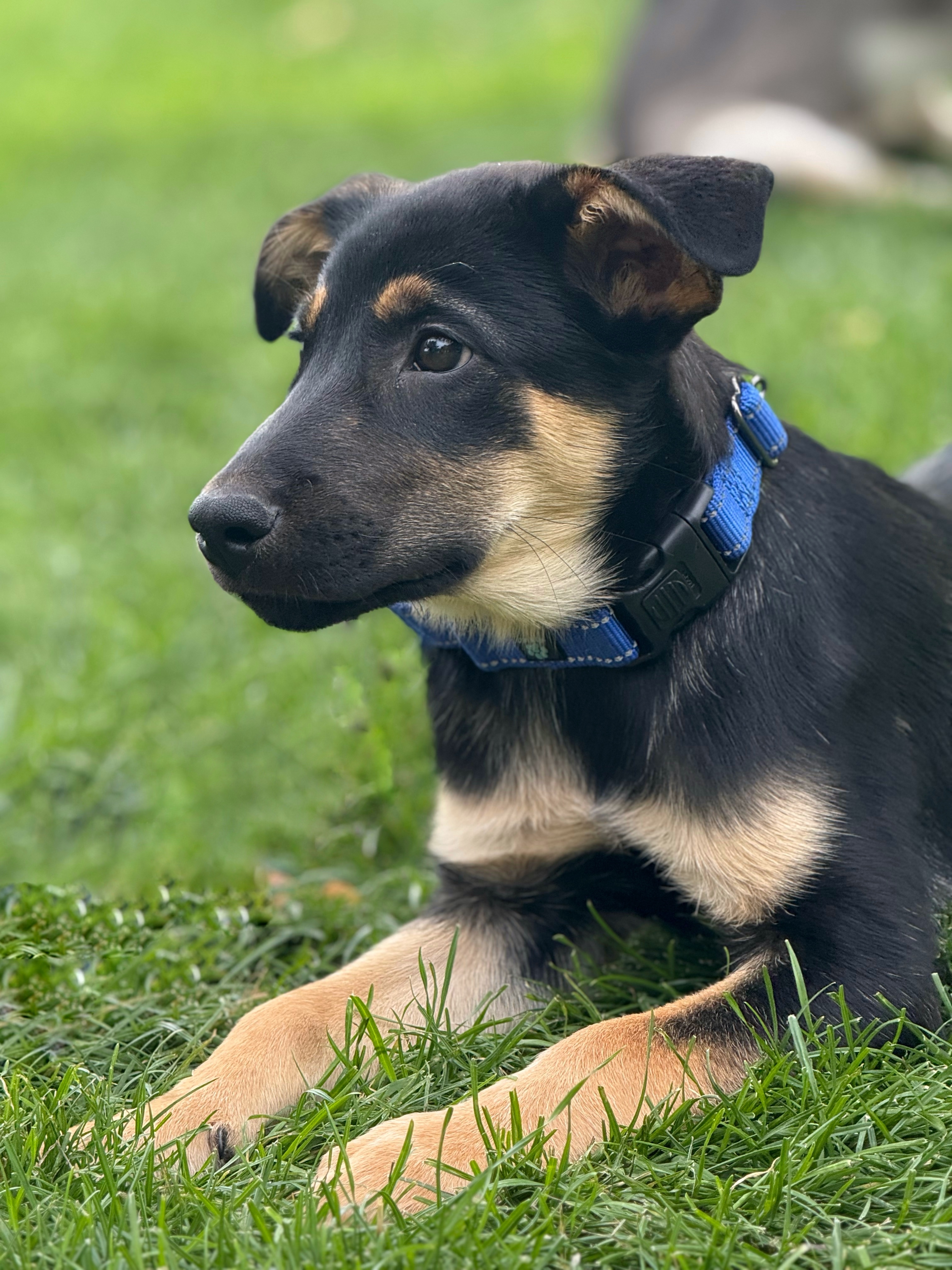Carmy, an adoptable German Shepherd Dog in Twin Falls, ID, 83301 | Photo Image 4
