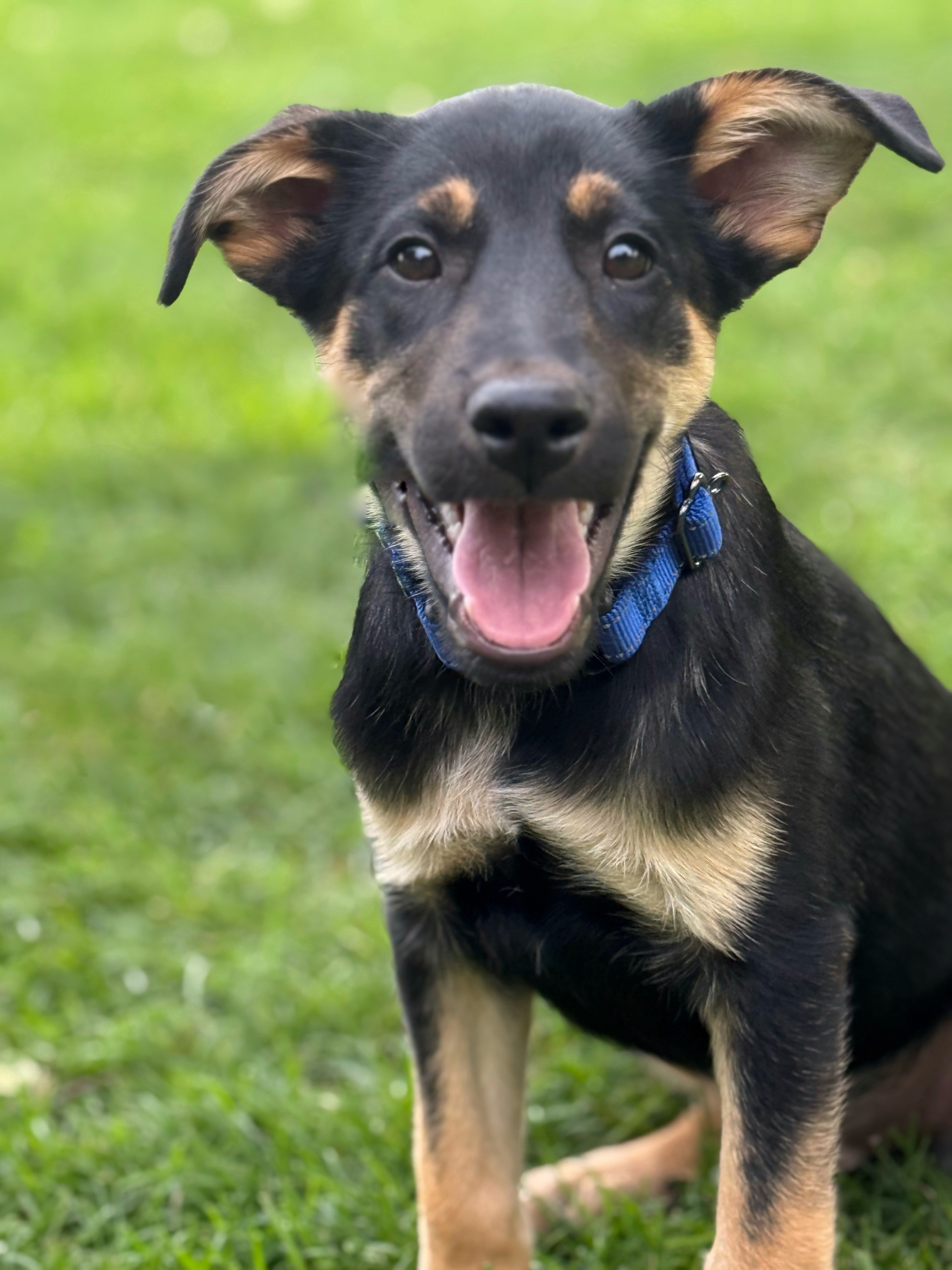 Carmy, an adoptable German Shepherd Dog in Twin Falls, ID, 83301 | Photo Image 5