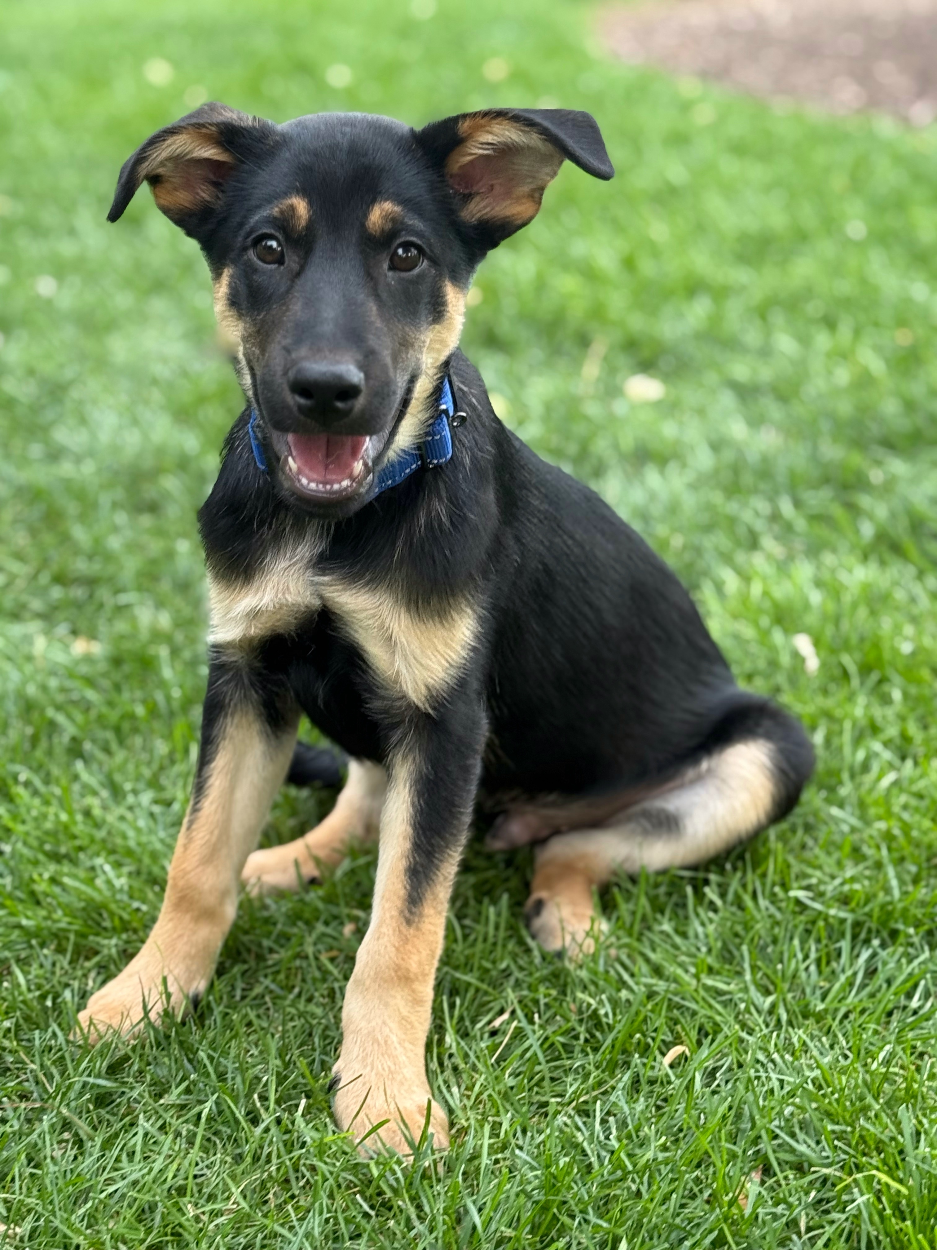 Carmy, an adoptable German Shepherd Dog in Twin Falls, ID, 83301 | Photo Image 6