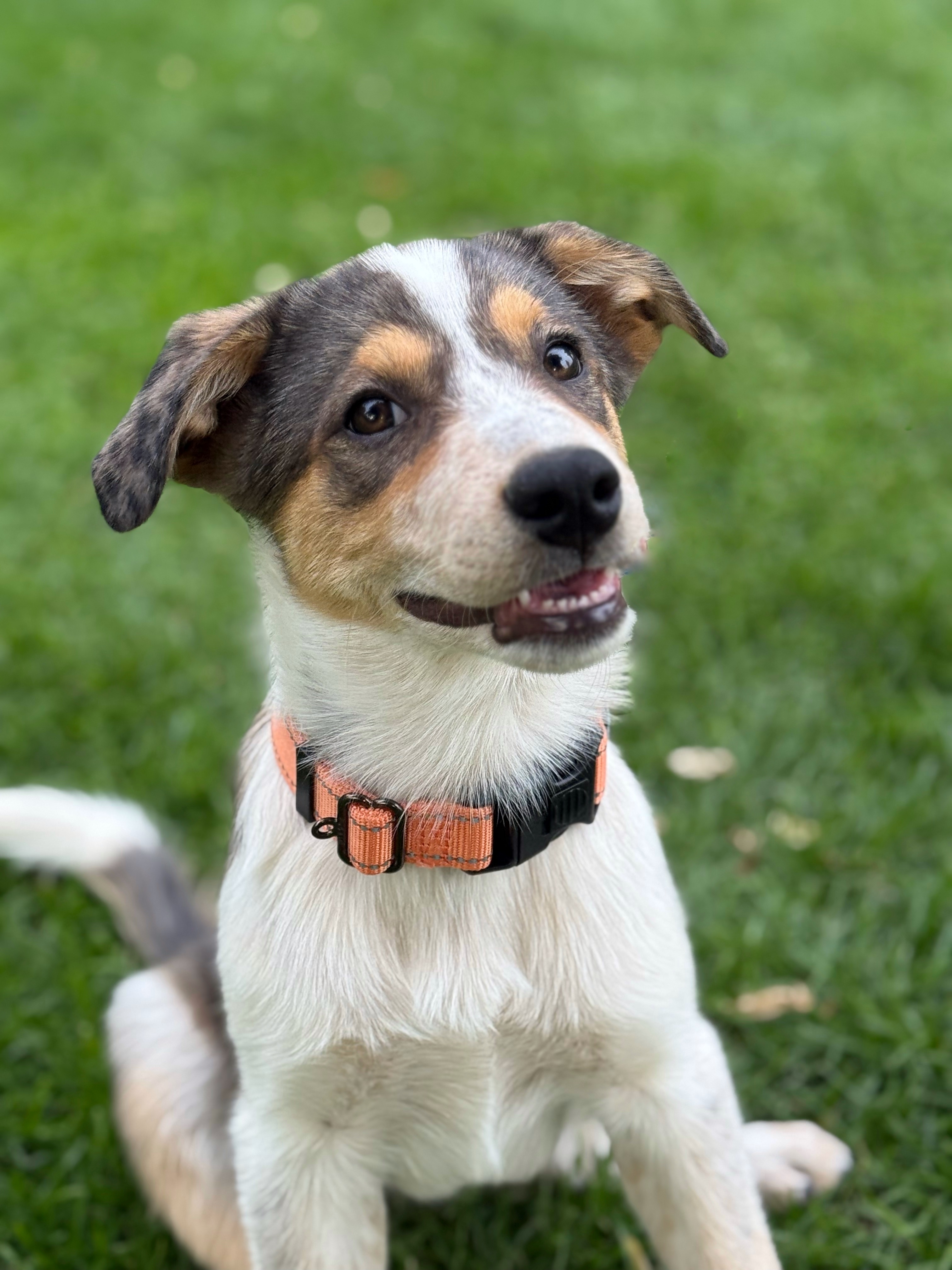 Maxine, an adoptable Australian Cattle Dog / Blue Heeler in Twin Falls, ID, 83301 | Photo Image 1