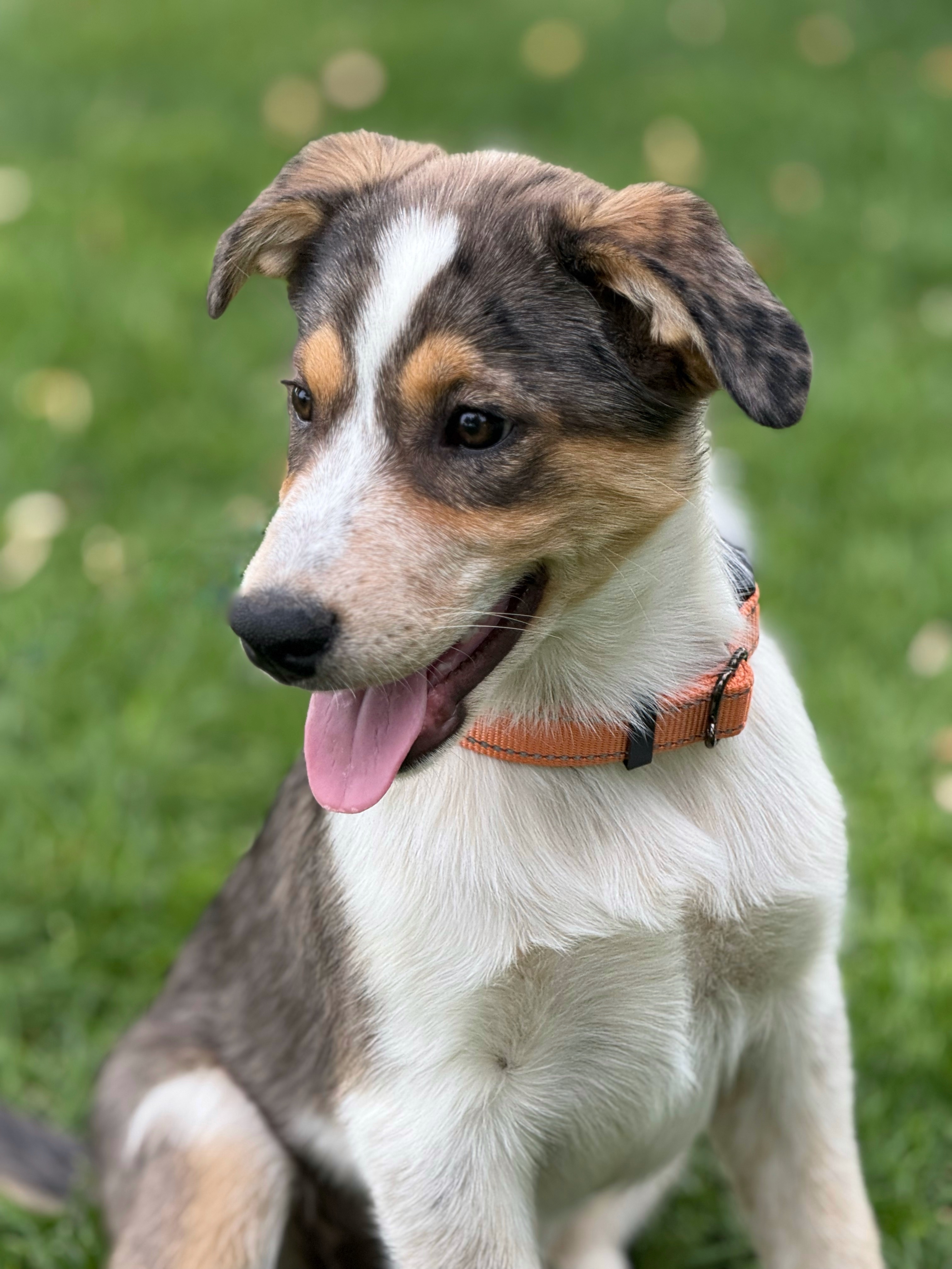 Maxine, an adoptable Australian Cattle Dog / Blue Heeler in Twin Falls, ID, 83301 | Photo Image 2