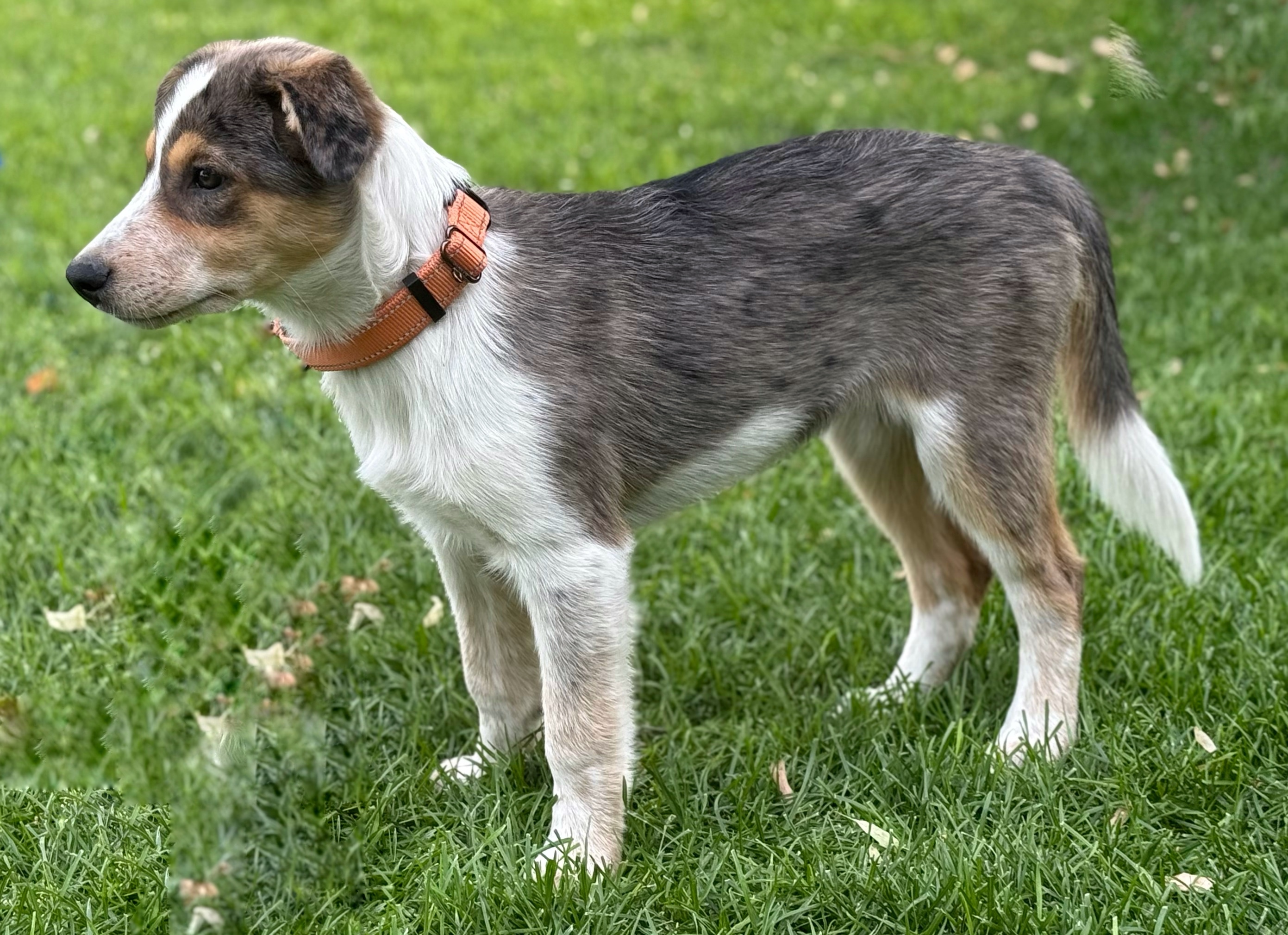 Maxine, an adoptable Australian Cattle Dog / Blue Heeler in Twin Falls, ID, 83301 | Photo Image 4