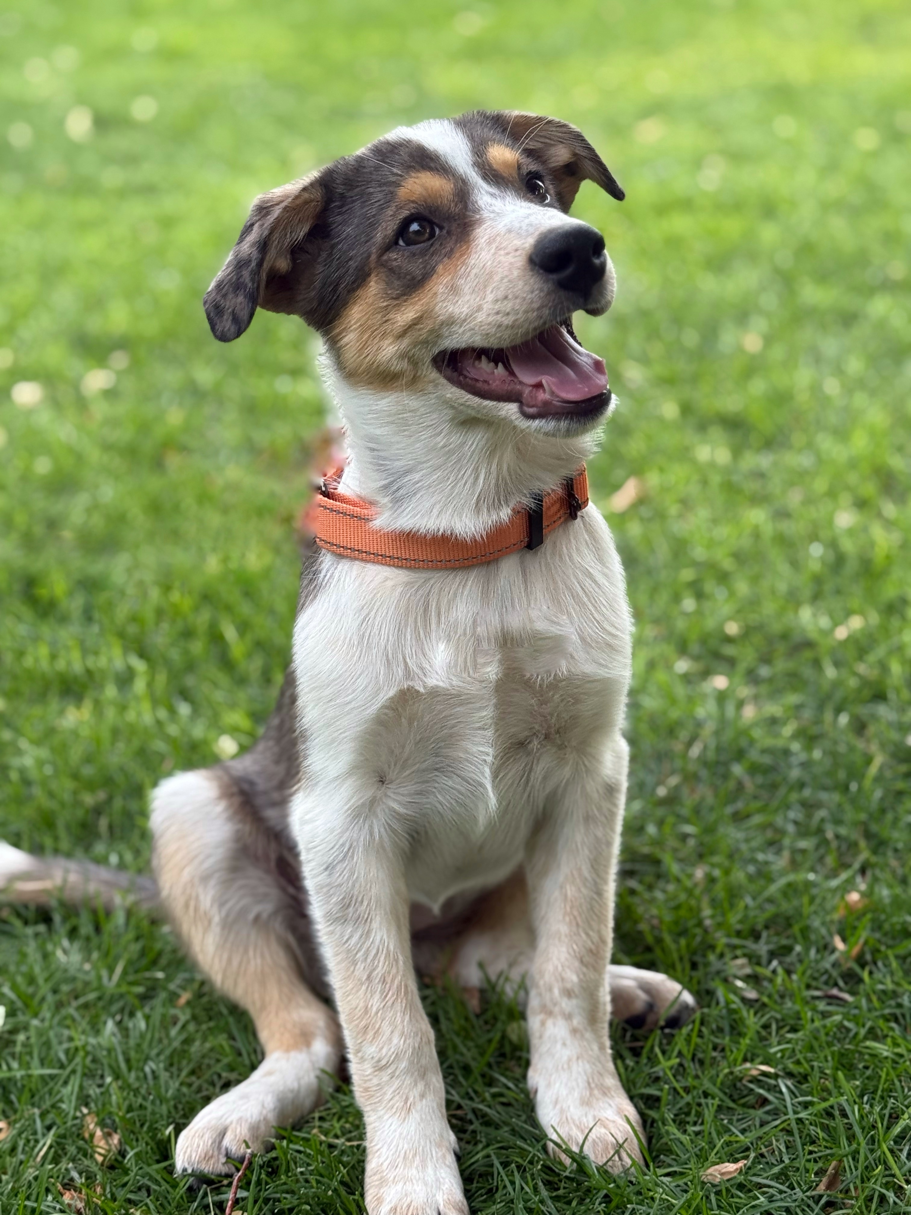 Maxine, an adoptable Australian Cattle Dog / Blue Heeler in Twin Falls, ID, 83301 | Photo Image 5