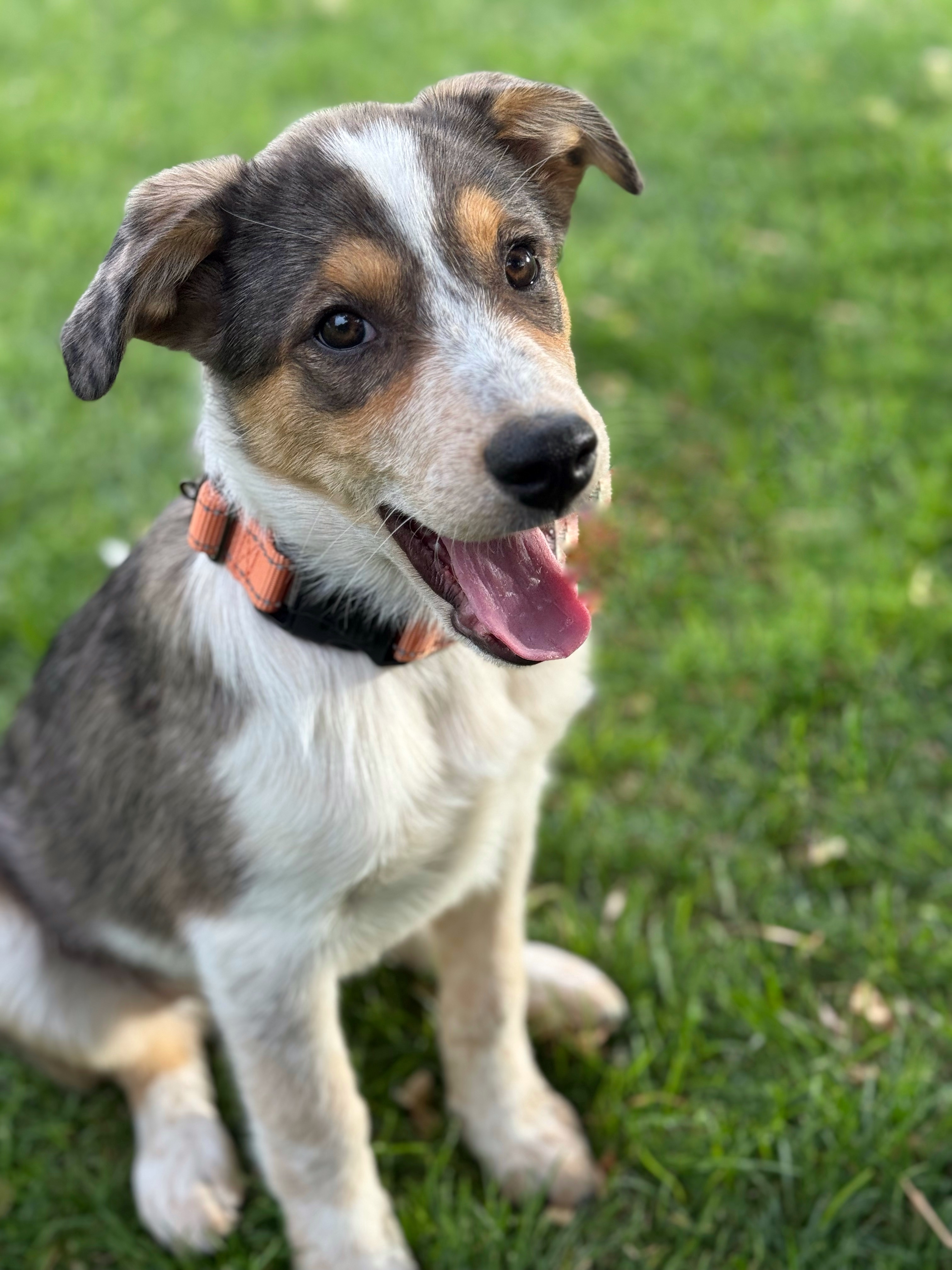 Maxine, an adoptable Australian Cattle Dog / Blue Heeler in Twin Falls, ID, 83301 | Photo Image 6
