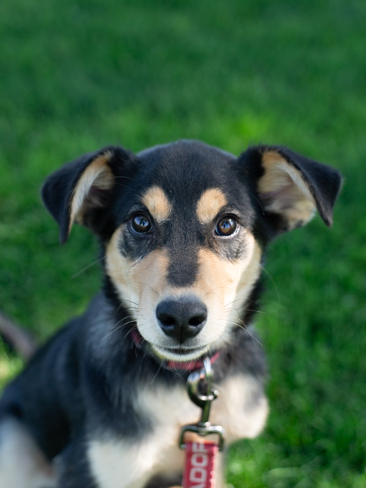 Ruger, an adoptable German Shepherd Dog, Australian Shepherd in Twin Falls, ID, 83301 | Photo Image 1