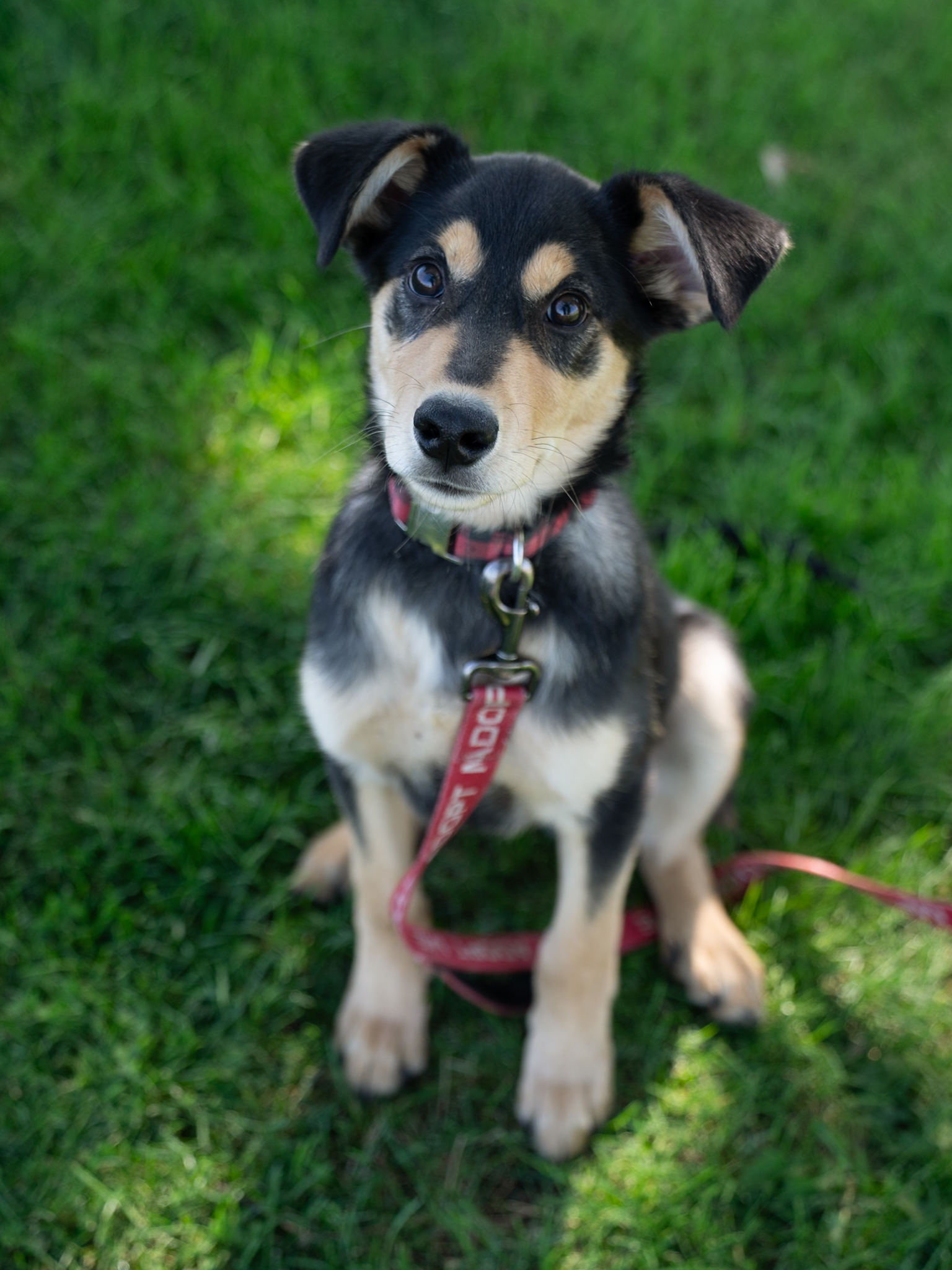 Ruger, an adoptable German Shepherd Dog, Australian Shepherd in Twin Falls, ID, 83301 | Photo Image 2