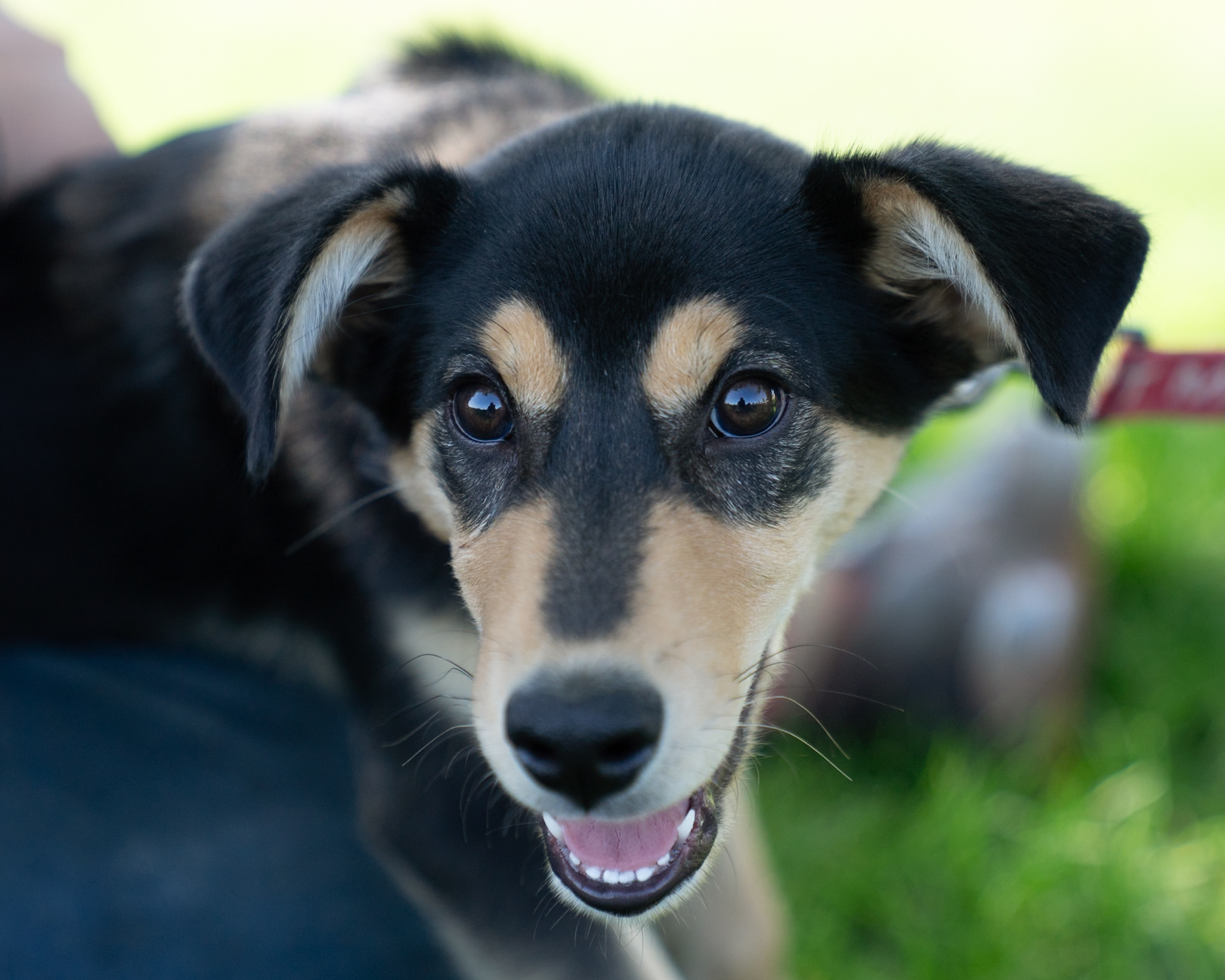 Ruger, an adoptable German Shepherd Dog, Australian Shepherd in Twin Falls, ID, 83301 | Photo Image 3