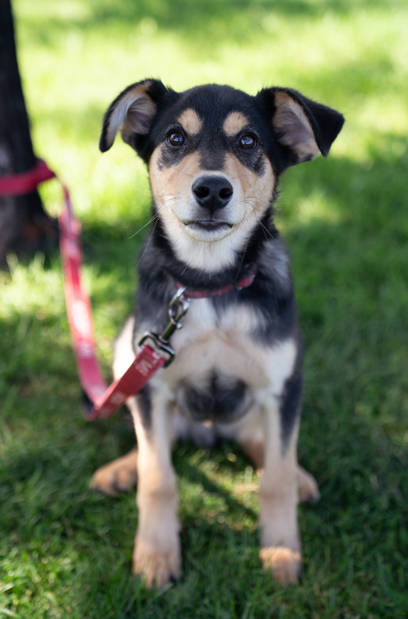 Ruger