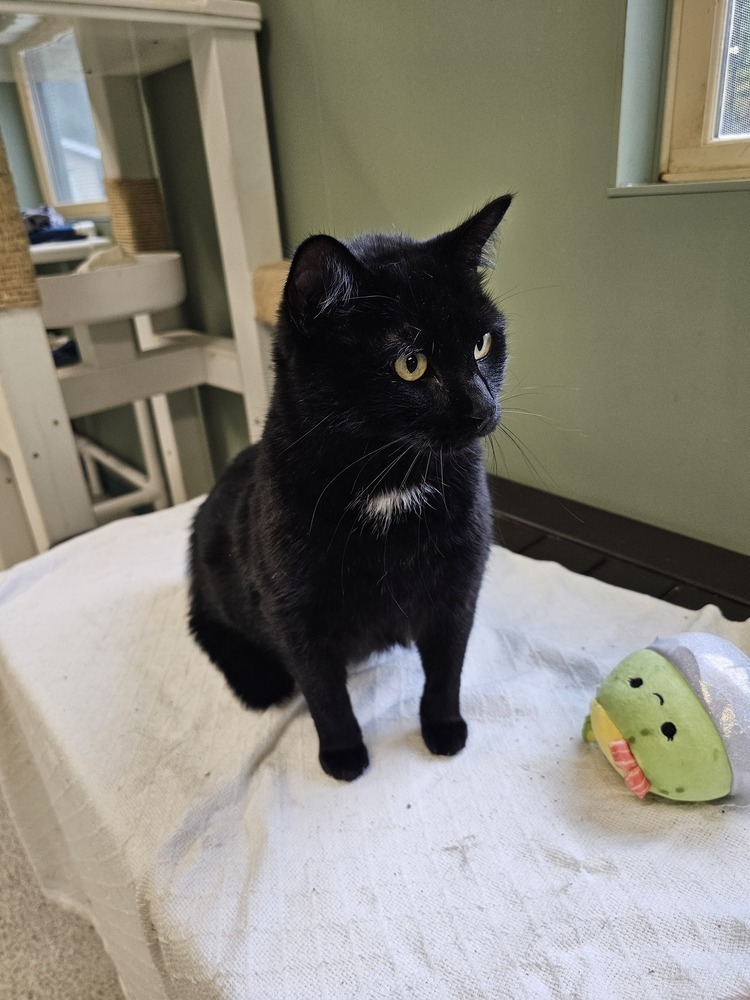 Carolina Reaper, an adoptable Domestic Short Hair in Houghton, MI, 49931 | Photo Image 1