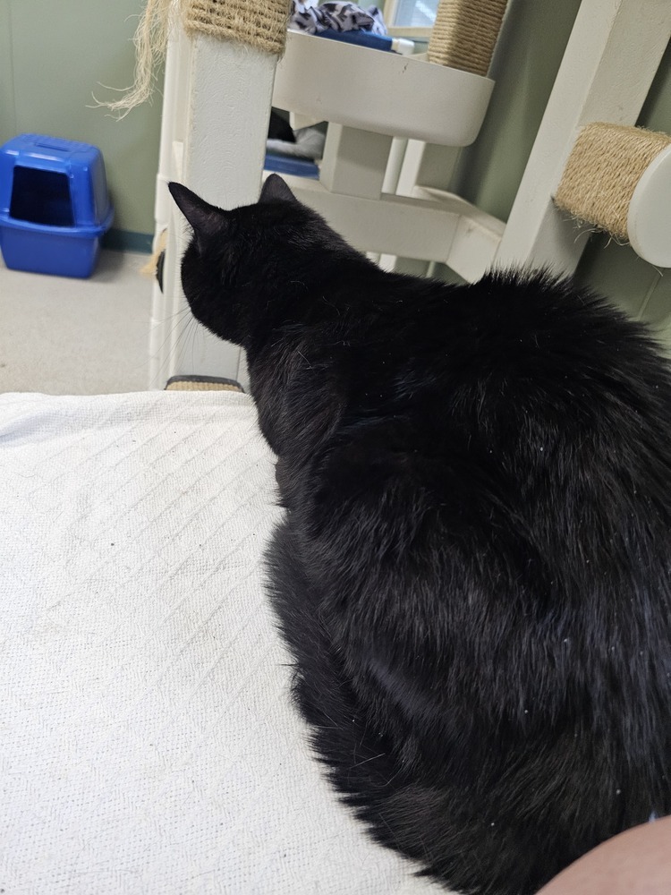 Carolina Reaper, an adoptable Domestic Short Hair in Houghton, MI, 49931 | Photo Image 2