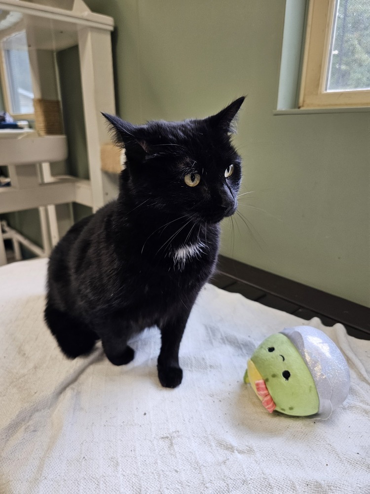 Carolina Reaper, an adoptable Domestic Short Hair in Houghton, MI, 49931 | Photo Image 3
