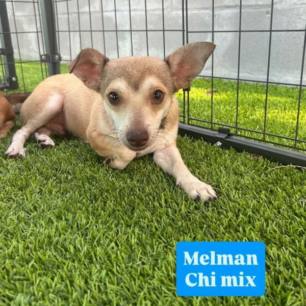 Melman