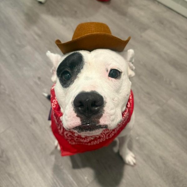 Cowboy