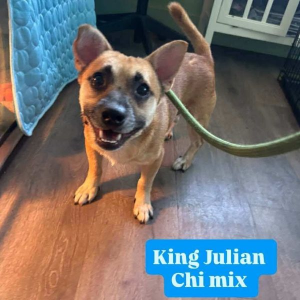 King Julian