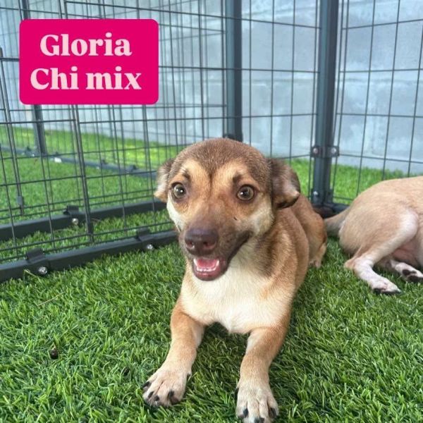 Gloria