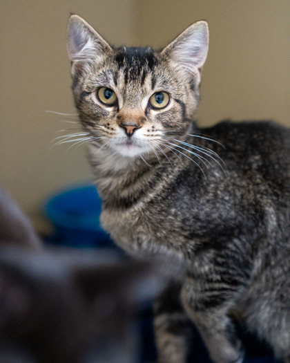 Morgan, an adoptable Domestic Short Hair in Pequot Lakes, MN, 56472 | Photo Image 1