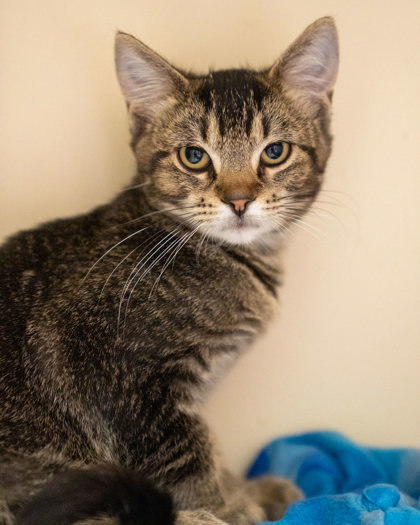 Morgan, an adoptable Domestic Short Hair in Pequot Lakes, MN, 56472 | Photo Image 2
