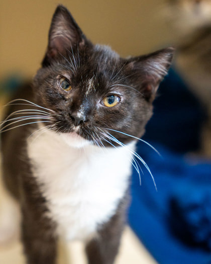 Malibu, an adoptable Domestic Short Hair in Pequot Lakes, MN, 56472 | Photo Image 1