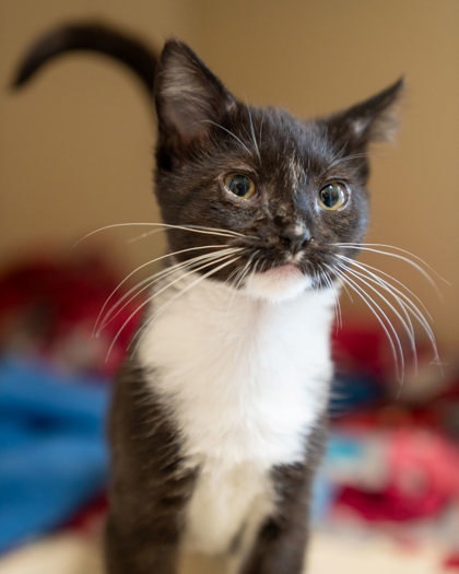 Malibu, an adoptable Domestic Short Hair in Pequot Lakes, MN, 56472 | Photo Image 2