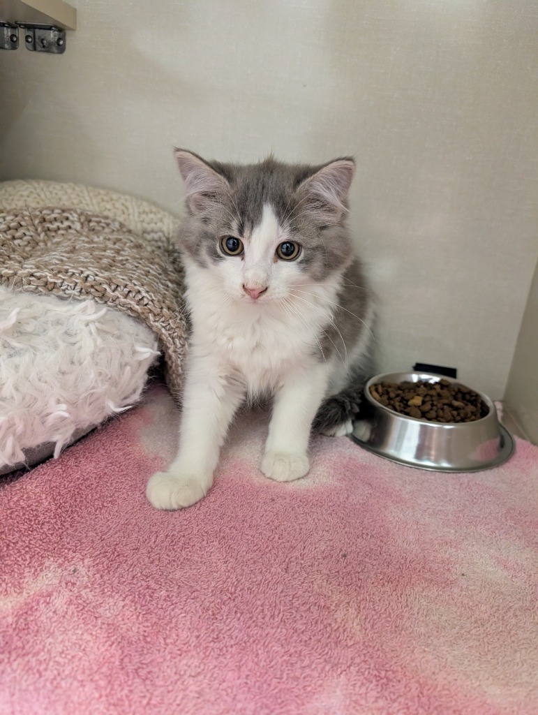 Left, an adoptable Domestic Medium Hair in Winnipeg, MB, R3H 0M1 | Photo Image 1