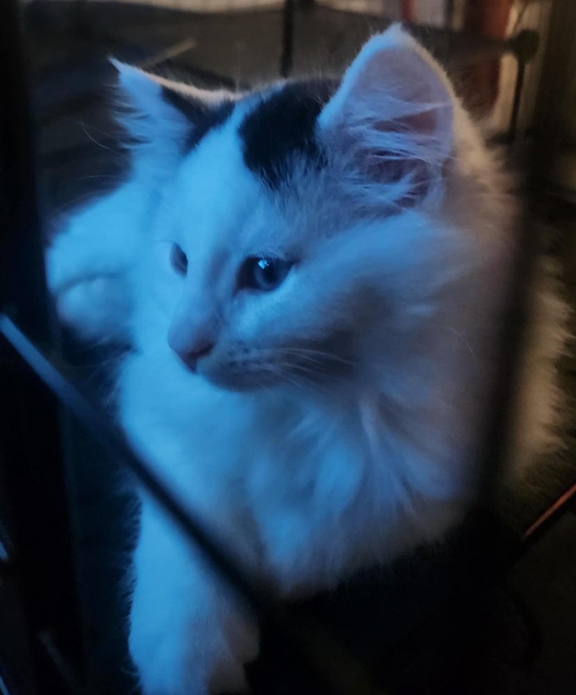 Eddie