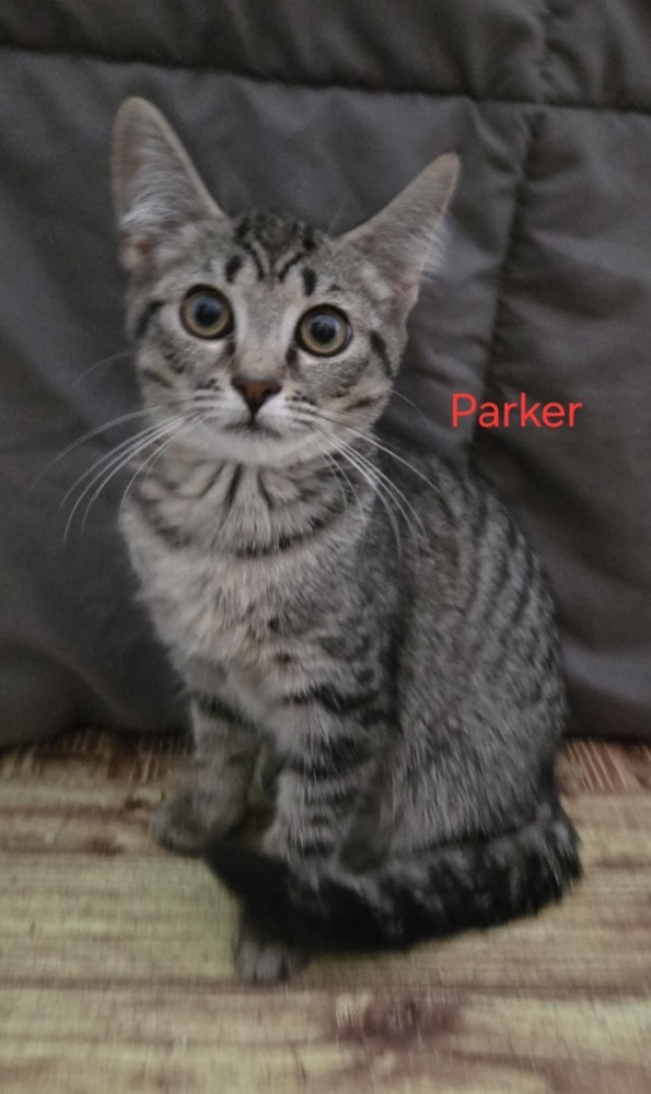 Parker 2