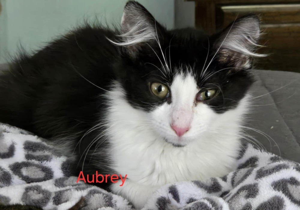 Aubrey