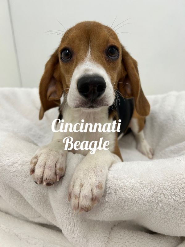Cincinnati Beagle