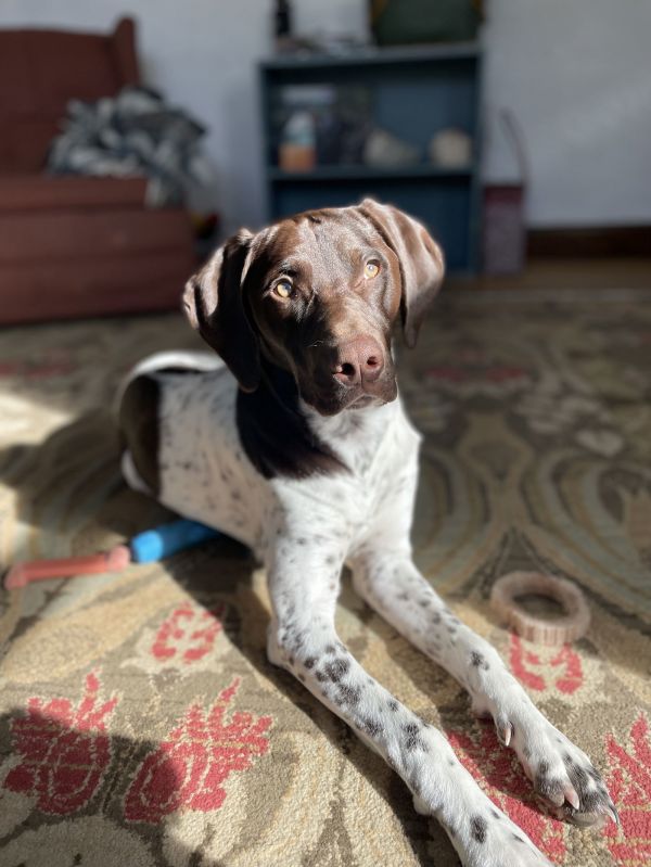 Henry Cricket