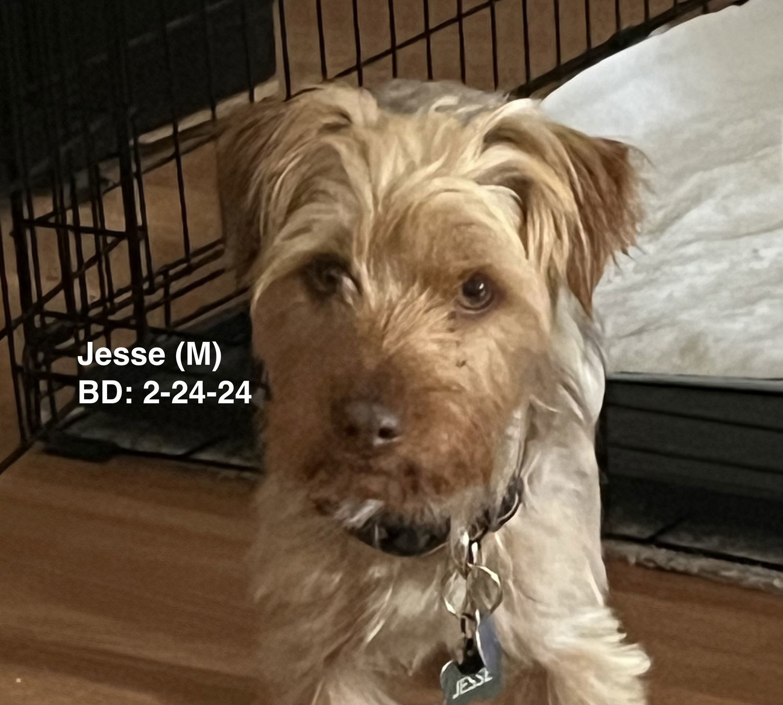 Jesse