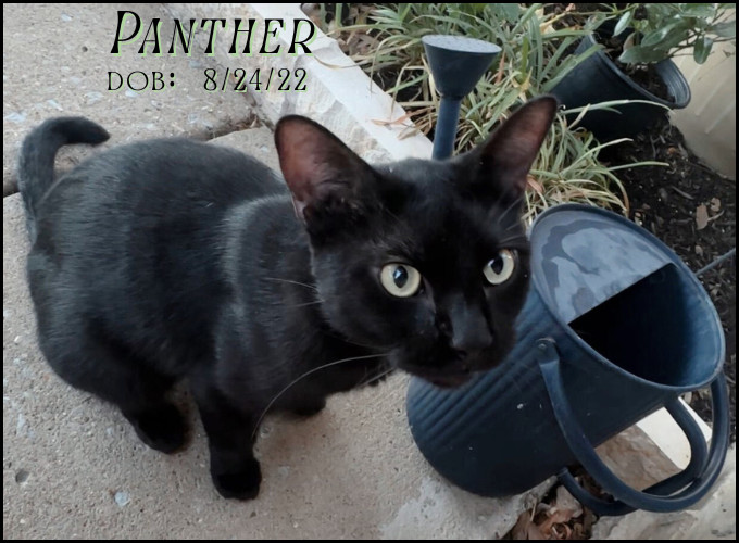 Panther