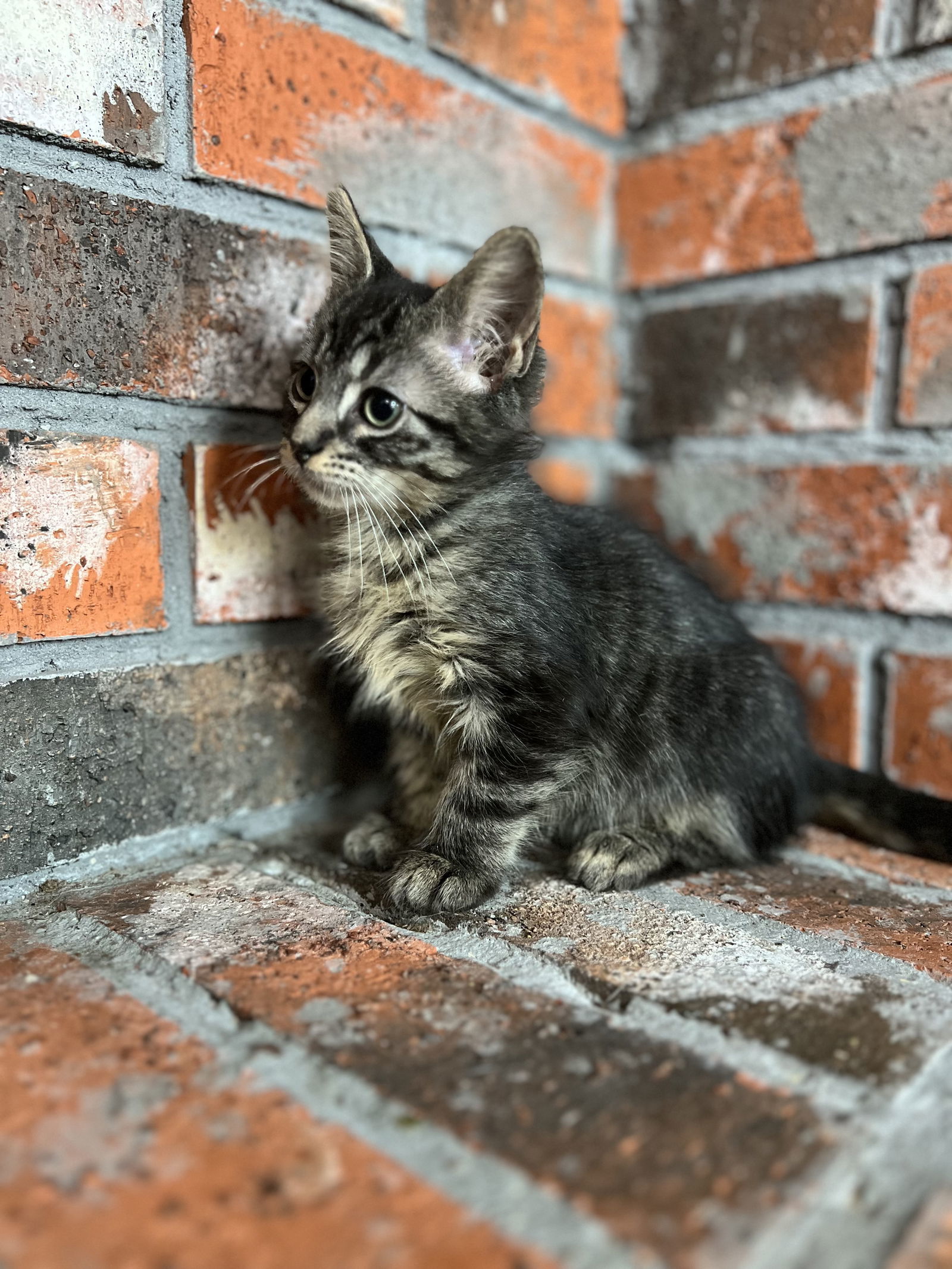 Captain, an adoptable Domestic Short Hair in Bangs, TX, 76823 | Photo Image 1