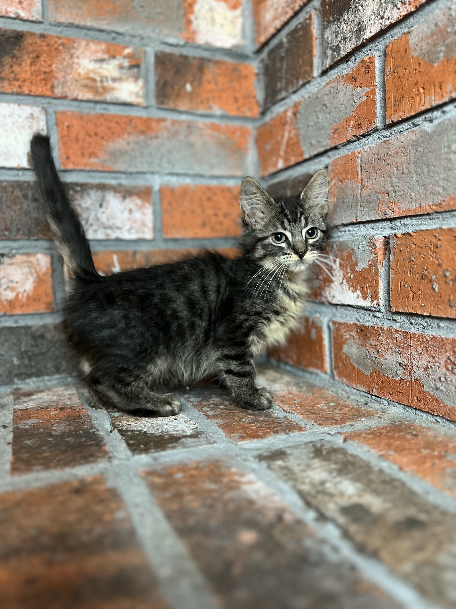 Captain, an adoptable Domestic Short Hair in Bangs, TX, 76823 | Photo Image 2