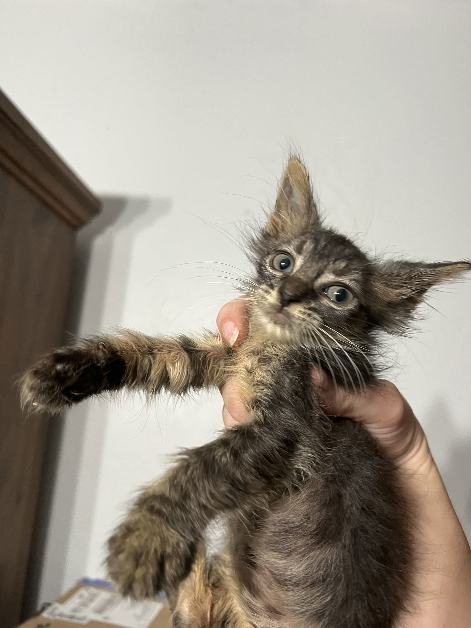 Captain, an adoptable Domestic Short Hair in Bangs, TX, 76823 | Photo Image 3